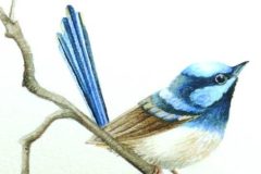 bir_-blue-wren