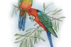 web-king-parrots