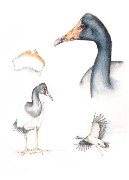 web-magpie-goose