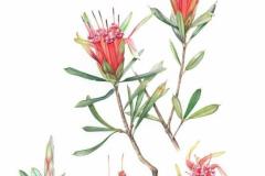 bot_lambertia-formosa