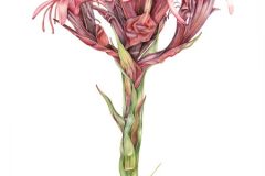 web-gymea-lily-head