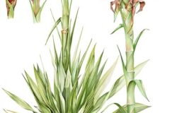 web-gymea-lily