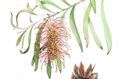 web-hakea-archeoides