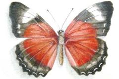 ins_-orange-butterfly