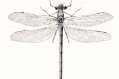 sci_-dragonfly